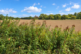 Ausblick im Sommer - Umfassend saniertes, hochwertiges Einfamilienhaus mit Erdwärme und großem Garten bei Rostock